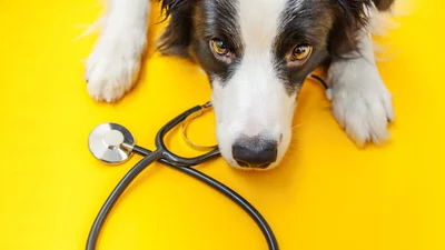 Prudent Pet insurance review 2024